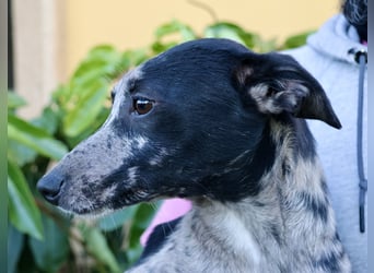 Manchis - freundlich, lernwillig und familiengeeignet