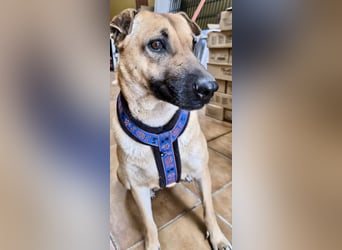 Rosie - freudlich, lernwillig und verschmust