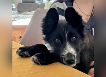 Rocco - verschmust, lernwillig und offen BEREITS IN DEUTSCHLAND