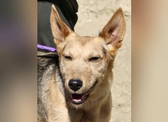 Estela - familiengeignet, zutraulich und aufmerksam