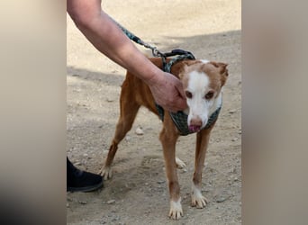 Jota - lässt sich gerne anfassen, freundlich und zutraulich