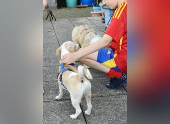 Iris - lernwillig, verschmust und verspielt / BEREITS IN DEUTSCHLAND