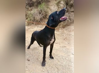 Thor - Mix Rüde - neugierig, zutraulich, aufmerksam