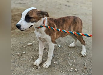 Arya - Familientauglich, verspielt und lernwillig