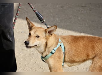 Aqua - verschmust, zutraulich und freundlich