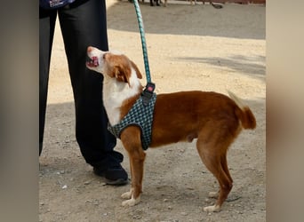 Jota - lässt sich gerne anfassen, freundlich und zutraulich