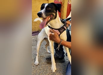 Kathi, zutraulich, verschmust und freundlich