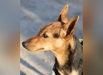 Muffin - verschmust, zutraulich und aufmerksam