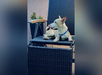 Iris - lernwillig, verschmust und verspielt / BEREITS IN DEUTSCHLAND