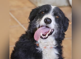 Didi - zutraulich, aufmerksam und verschmust