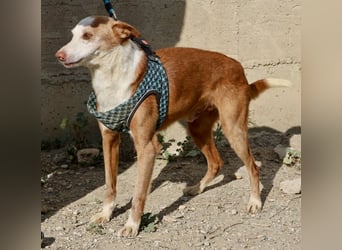 Jota - lässt sich gerne anfassen, freundlich und zutraulich