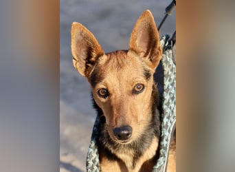 Muffin - verschmust, zutraulich und aufmerksam