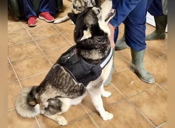 Jacki - neugierig, klug und verschmust RESERVIERT