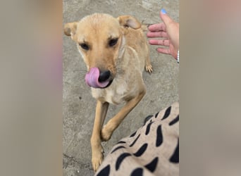 Suki - offen und lernwillig