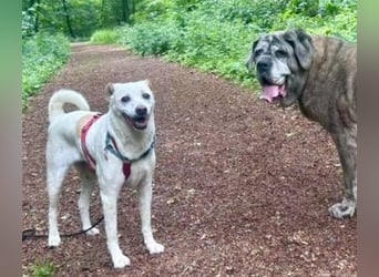 Coco, menschenbezogen, freundlich, offen  - bereits in Deutschland