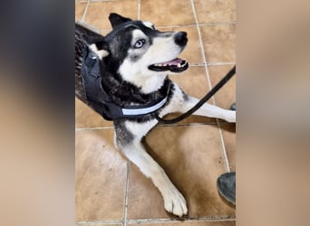 Jacki - neugierig, klug und verschmust RESERVIERT