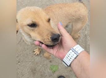 Suki - offen und lernwillig