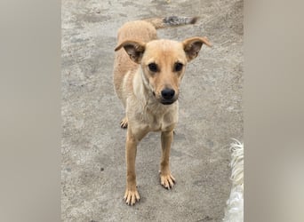 Suki - offen und lernwillig