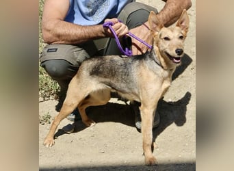 Estela - familiengeignet, zutraulich und aufmerksam