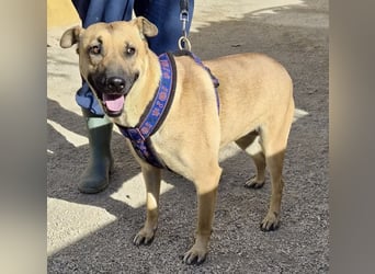 Rosie - freudlich, lernwillig und verschmust