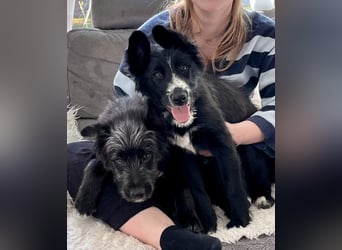 Rocco - verschmust, lernwillig und offen BEREITS IN DEUTSCHLAND