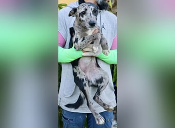 Manchis - freundlich, lernwillig und familiengeeignet