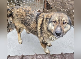 Stella - neugierig und verschmust