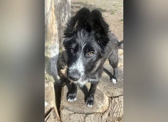 Rocco - verschmust, lernwillig und offen BEREITS IN DEUTSCHLAND