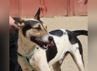 Paquito - freundlich, neugierig und verträglich