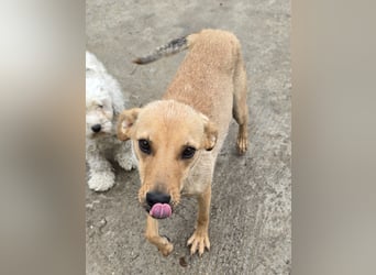 Suki - offen und lernwillig