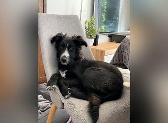 Rocco - verschmust, lernwillig und offen BEREITS IN DEUTSCHLAND