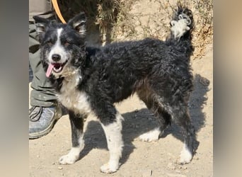 Didi - zutraulich, aufmerksam und verschmust