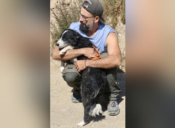 Didi - zutraulich, aufmerksam und verschmust