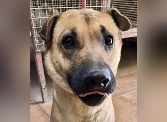 Rosie - freudlich, lernwillig und verschmust