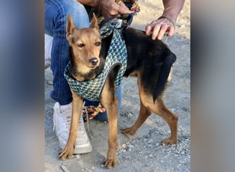 Muffin - verschmust, zutraulich und aufmerksam