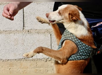 Jota - lässt sich gerne anfassen, freundlich und zutraulich