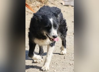 Didi - zutraulich, aufmerksam und verschmust