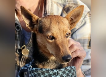 Muffin - verschmust, zutraulich und aufmerksam