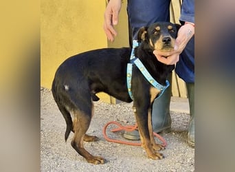 Kevin - familiengeignet, zutraulich und lernwillig