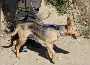 Estela - familiengeignet, zutraulich und aufmerksam