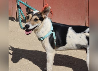 Paquito - freundlich, neugierig und verträglich