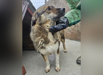 Stella - neugierig und verschmust