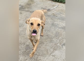 Suki - offen und lernwillig