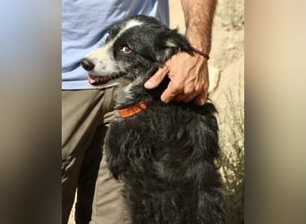 Didi - zutraulich, aufmerksam und verschmust