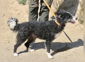 Didi - zutraulich, aufmerksam und verschmust