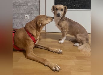 Ruby - verschmust, sportlich - BEREITS IN DEUTSCHLAND