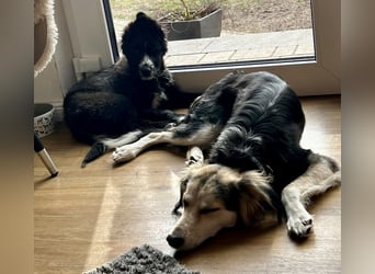 Rocco - verschmust, lernwillig und offen BEREITS IN DEUTSCHLAND