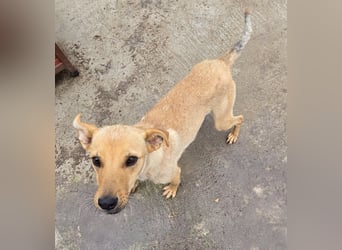 Suki - offen und lernwillig