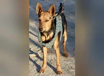 Muffin - verschmust, zutraulich und aufmerksam