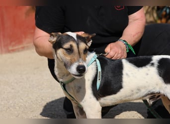Paquito - freundlich, neugierig und verträglich